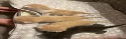 Ragdoll cats for sale: ✨ Ragdoll Cross Kittens – Ready to Reserve ✨ - Advert 2