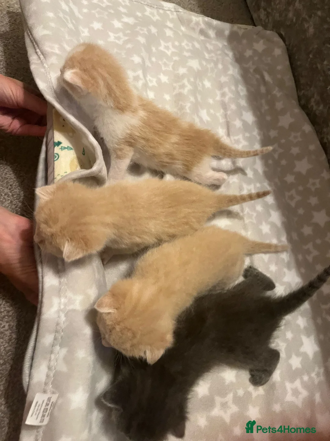 Ragdoll cats for sale: ✨ Ragdoll Cross Kittens – Ready to Reserve ✨ - Advert 2
