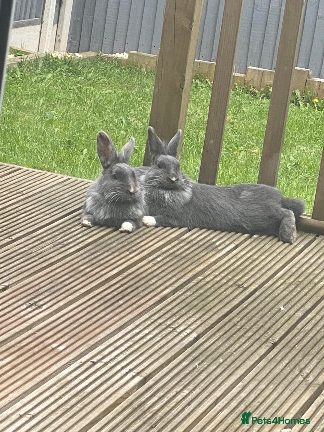 Mixed Breed rabbits for sale: Bonded pair of Rabbits - Image 1