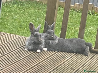 Mixed Breed rabbits - Advert 32