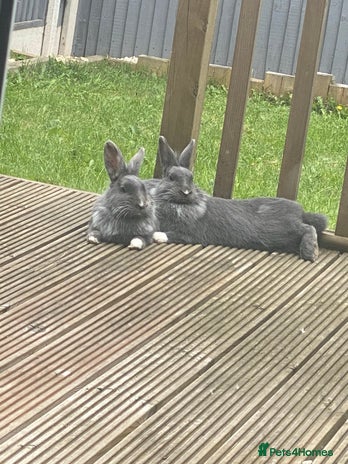 Mixed Breed rabbits - Advert 3
