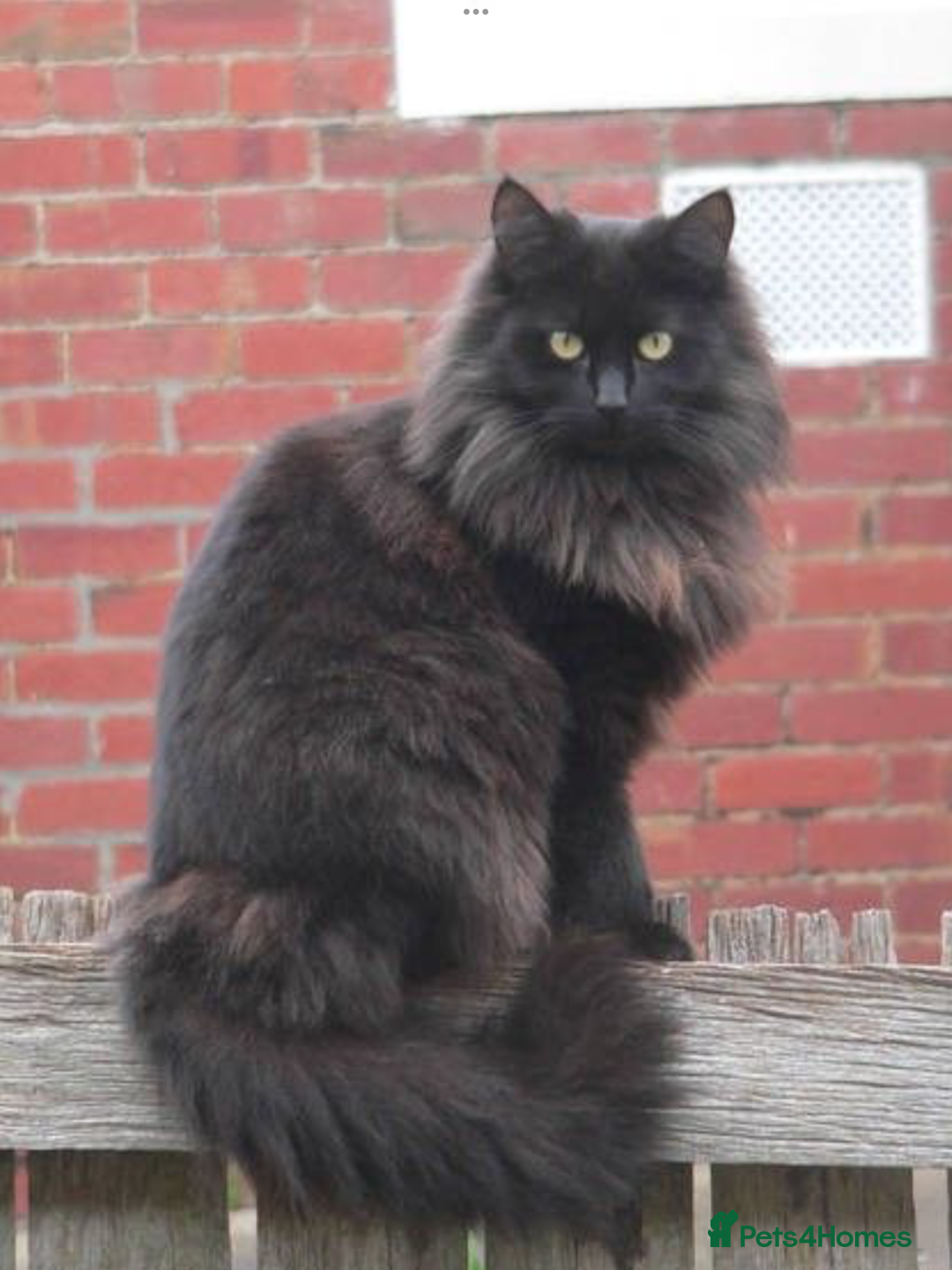 RagaMuffin cats for sale: 3 x girls for sale  - Advert 9