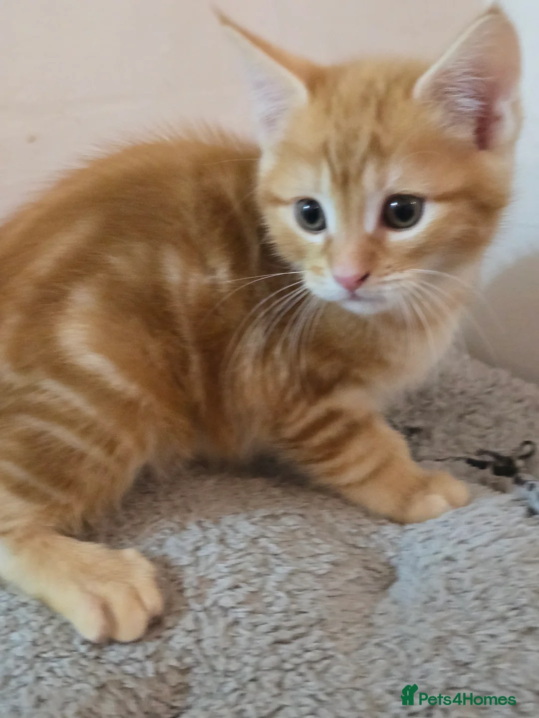 Maine Coon cats for sale: 7 beautiful Maine Coon X - Advert 13