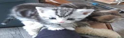 Domestic Shorthair cats for sale: Lovely Litter Of Kittens - Advert 14