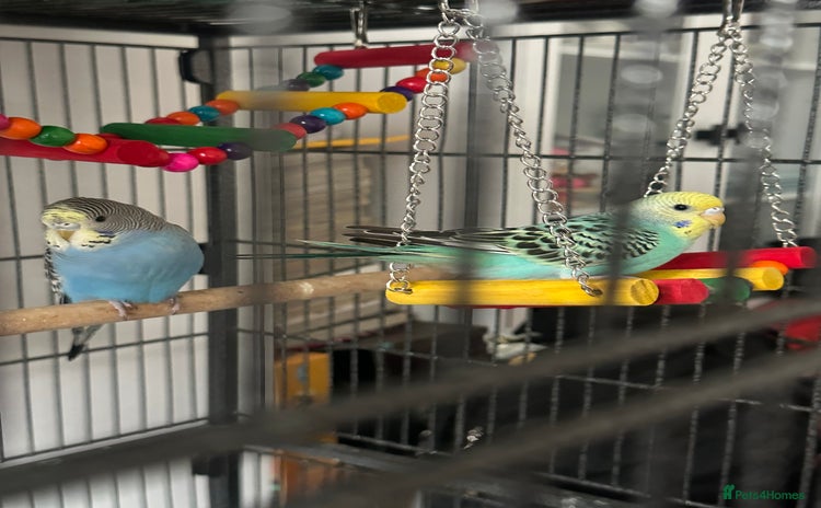 Budgerigars birds - Advert 6