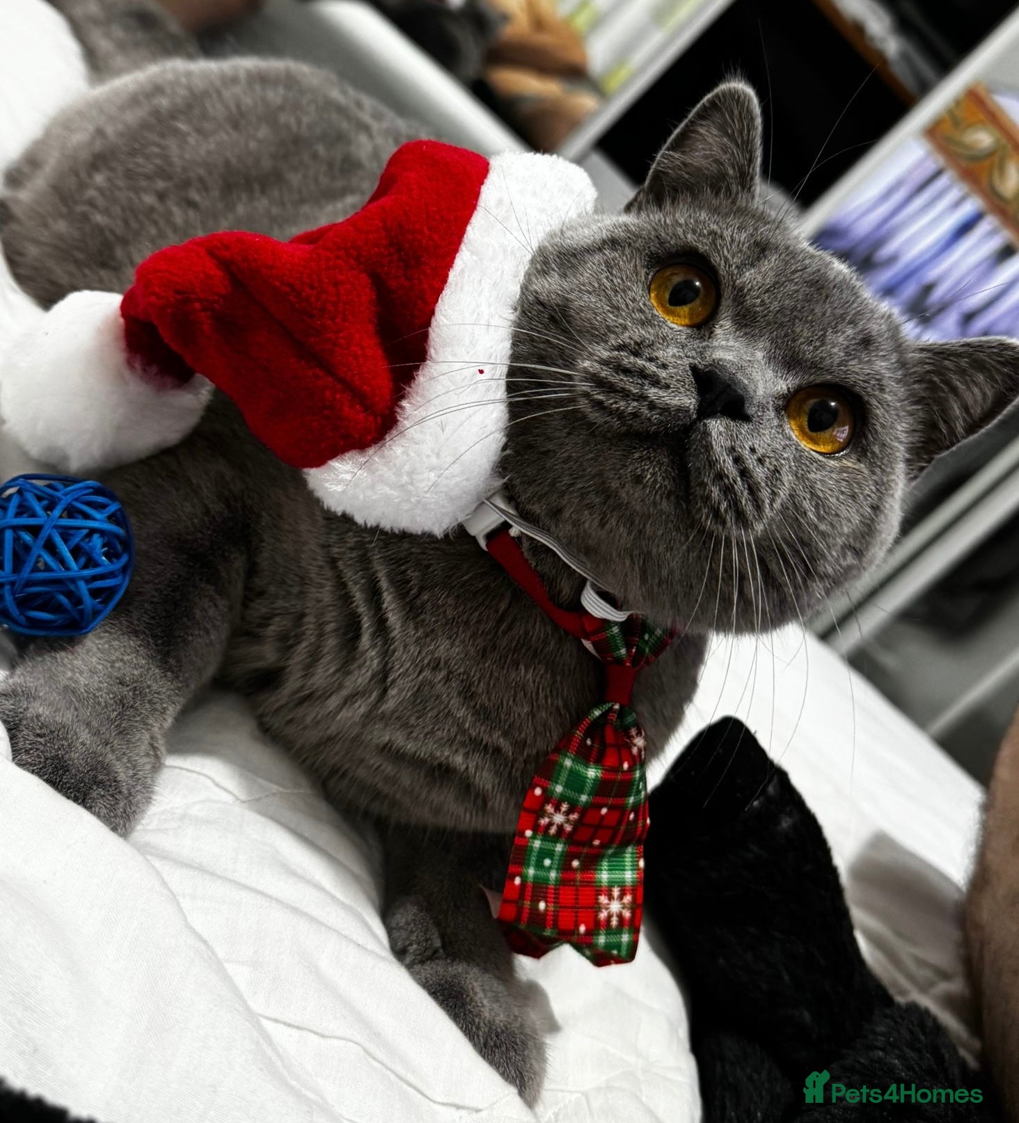 British Shorthair cats British Shorthair male available for stud - Advert 1