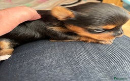 Yorkshire Terrier dogs for sale: Yorkshire terriers - Image 7