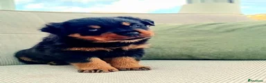 Rottweiler 1