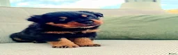 Rottweiler dogs for sale: Beautiful Family Raised Rottweiler Puppies in Hailsham - Advert 10