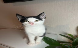Ocicat cats for sale: Kitten for sale - Image 1