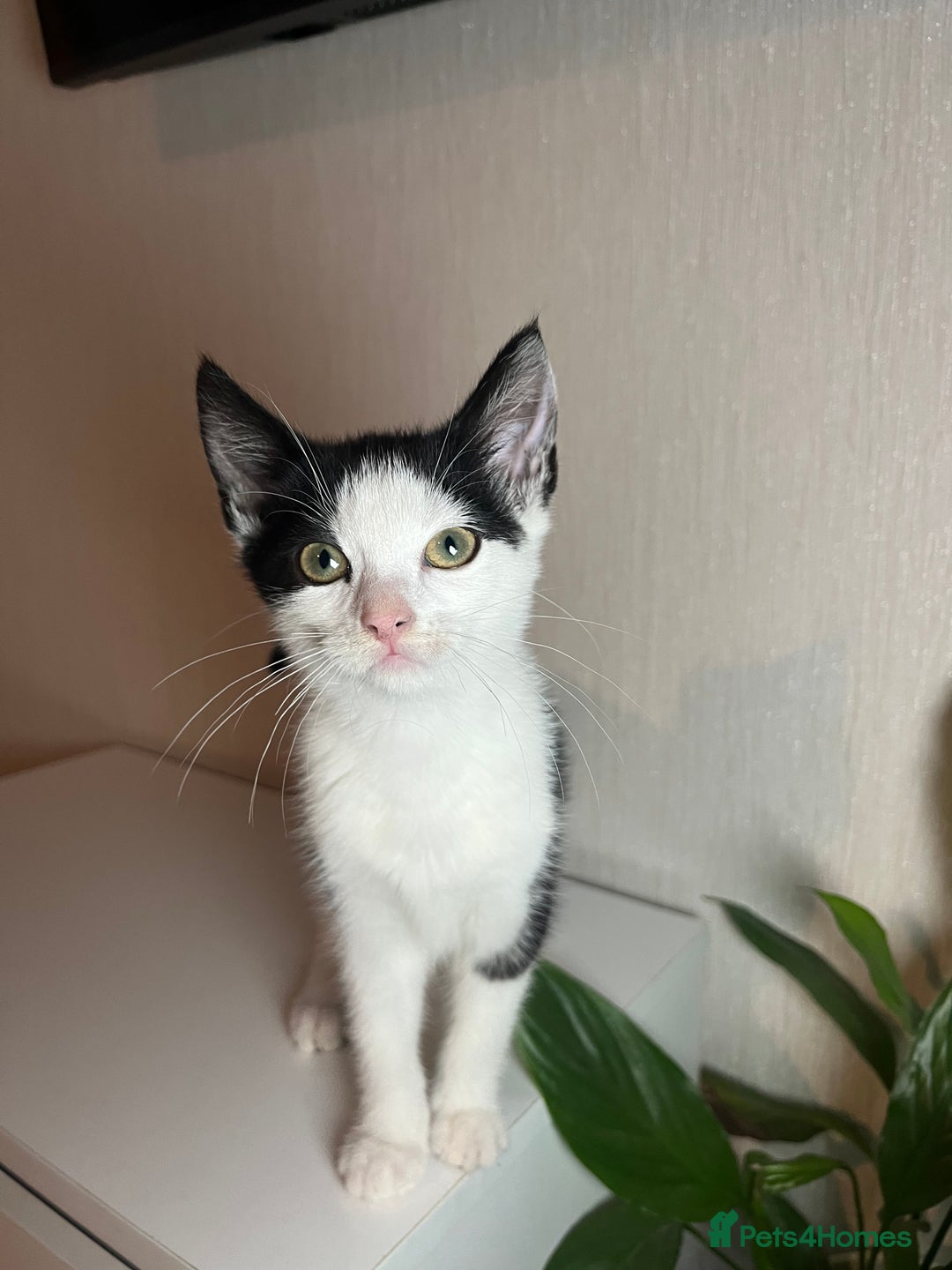 Ocicat cats for sale: Kitten for sale - Image 1