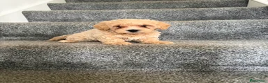 Maltipoo Puppy 5