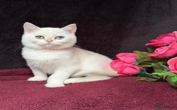 British Shorthair cats for sale: British shorthair kittens golden silver TICA - Image 4