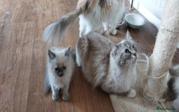 Ragdoll cats for sale: Ragdolls ready for forever homes 😻 2 males left  in Biggar - Image 6
