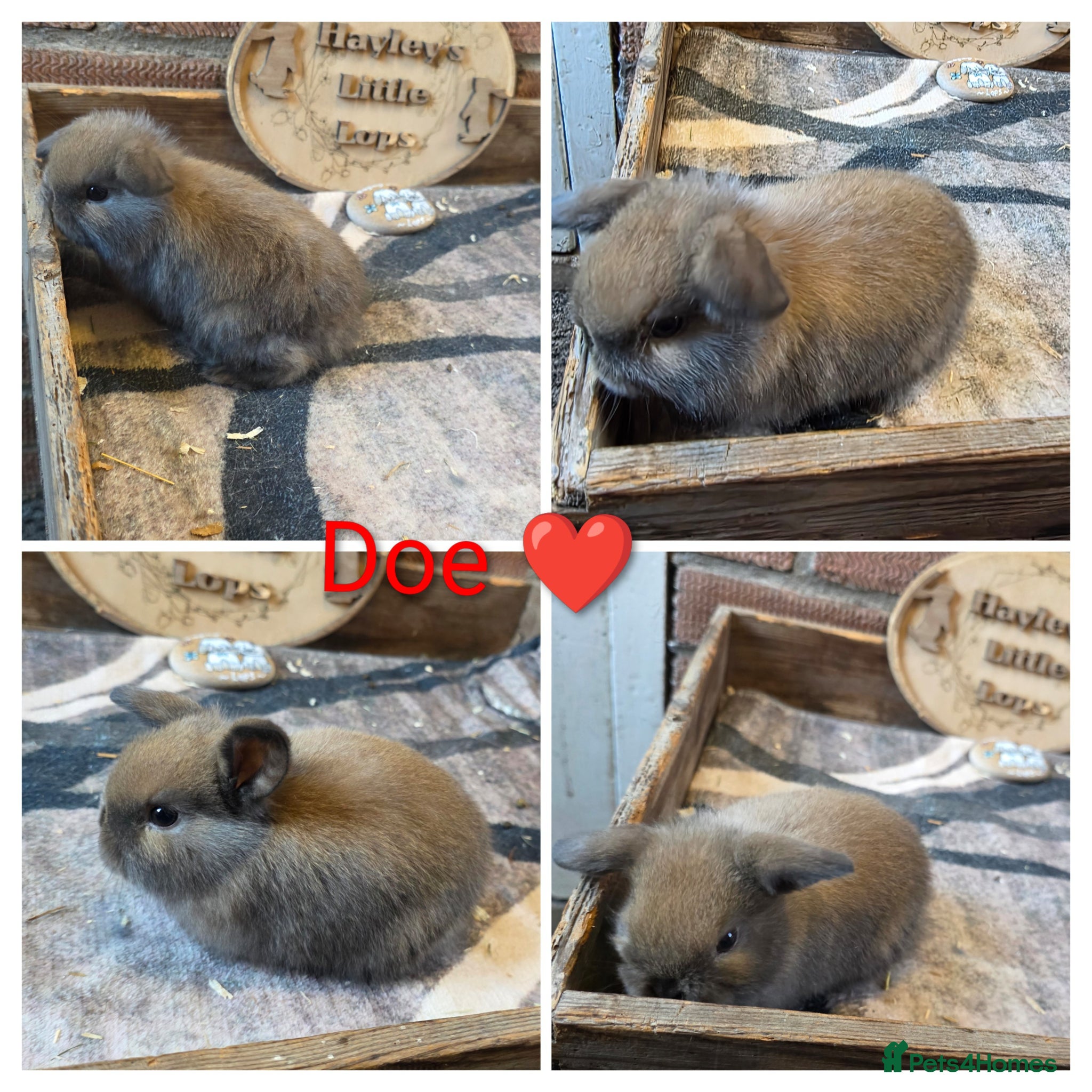 Mini Lop rabbits Gorgeous pure breed mini lops  - Advert 2