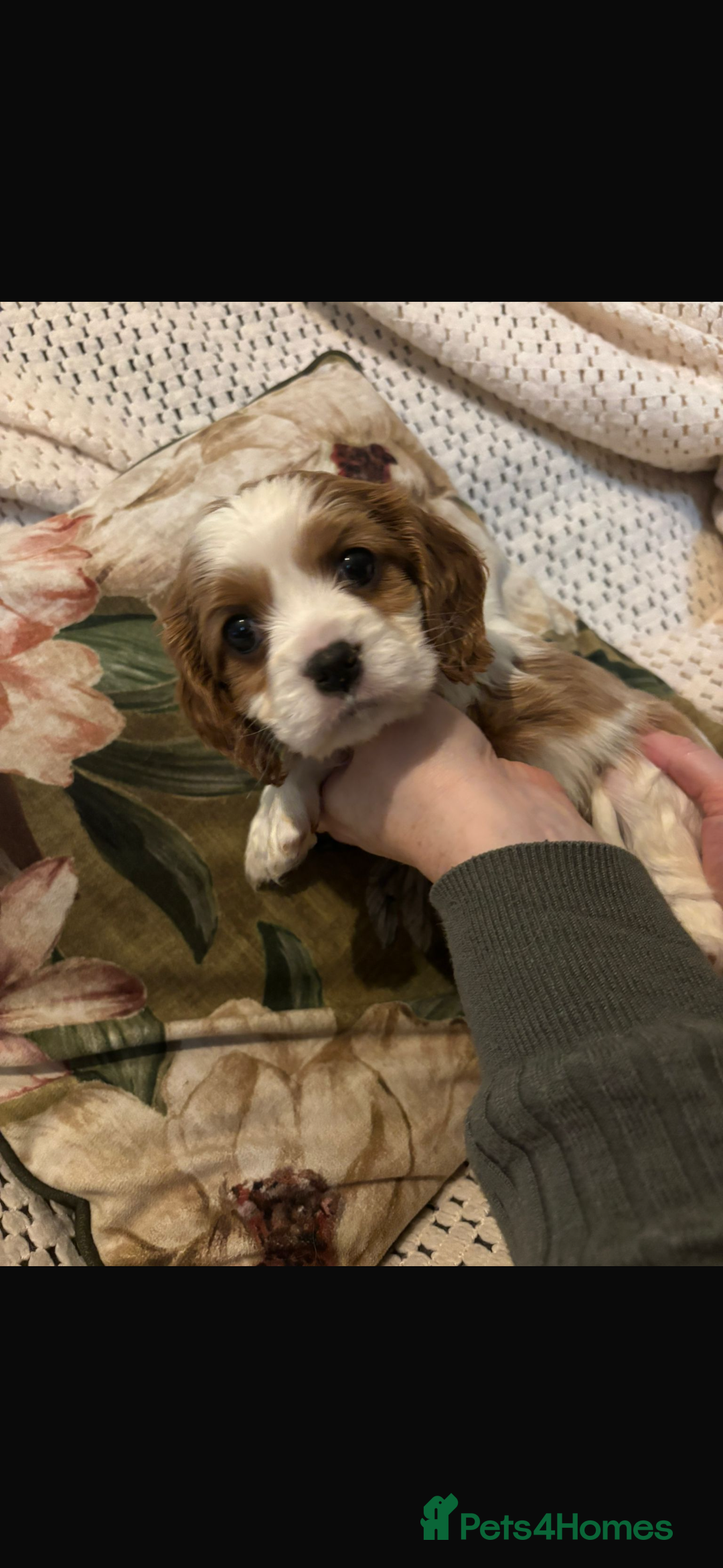 Cavalier King Charles Spaniel dogs for sale: Cavalier King Charles spaniel puppies  - Advert 19