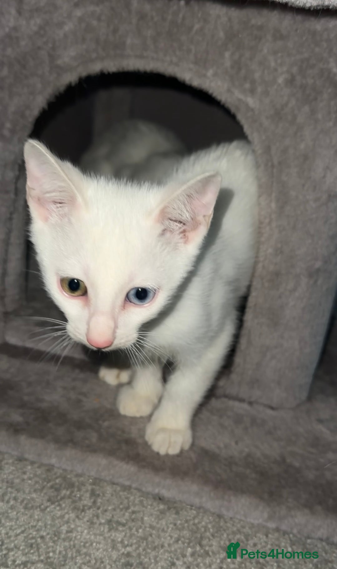 Mixed Breed cats for sale: Rare eyed kittens💚🩵🐱 - Advert 3