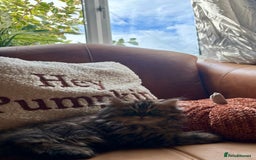 Persian cats for sale: Beautiful Pedigree Persians  - Image 2