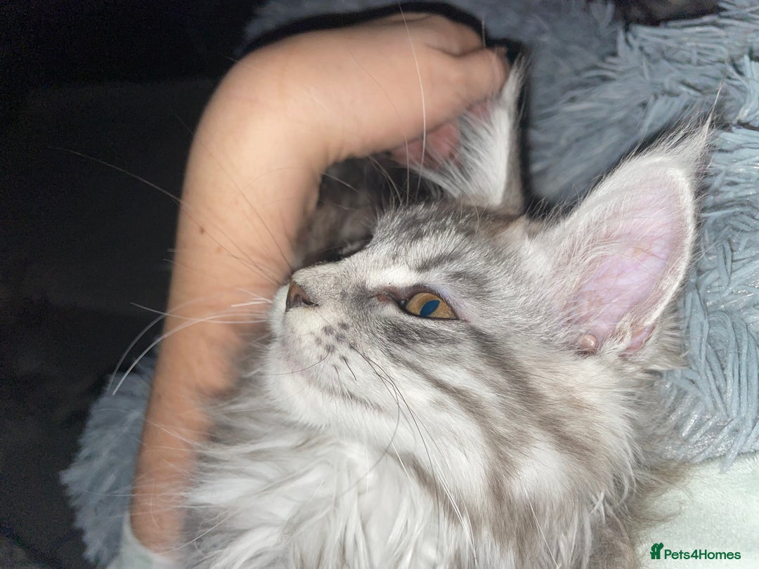 Maine Coon cats for sale: TICA registered Maine coon kittens  - Image 30