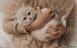 British Shorthair cats for sale: Cuddly Golden Blue British Shorthair girl  - Advert 6
