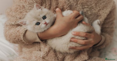 British Shorthair cats Cuddly Golden Blue British Shorthair girl  - Advert 6