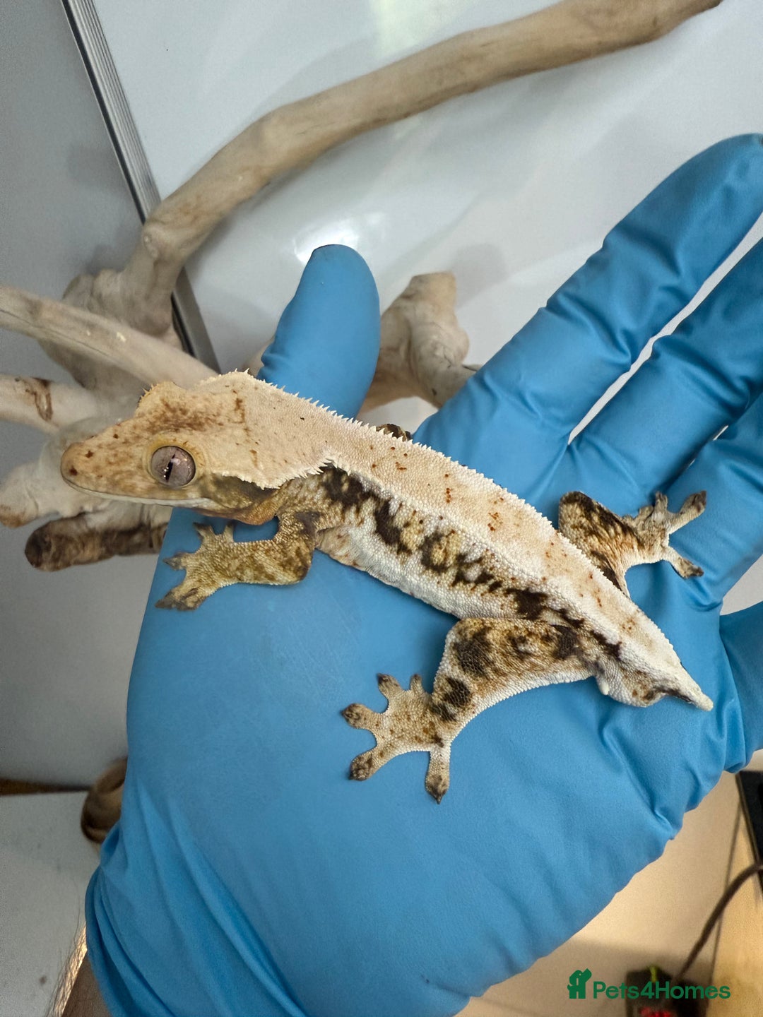 Gecko reptiles for sale: Variety of crested geckos for sale  - Advert 6