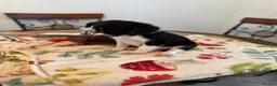Mixed Breed dogs for sale: Bordoodles ready for there forever homes. - Advert 18