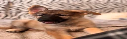 German Shepherd dogs for sale: Beautiful German Shepard Puppies - Advert 15