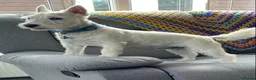 West Highland Terrier dogs for sale: WestHighland White Male 10 Months old in Ely - Advert 5