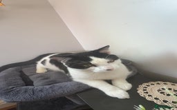 Mixed Breed cats for sale: Sonbul - Image 5