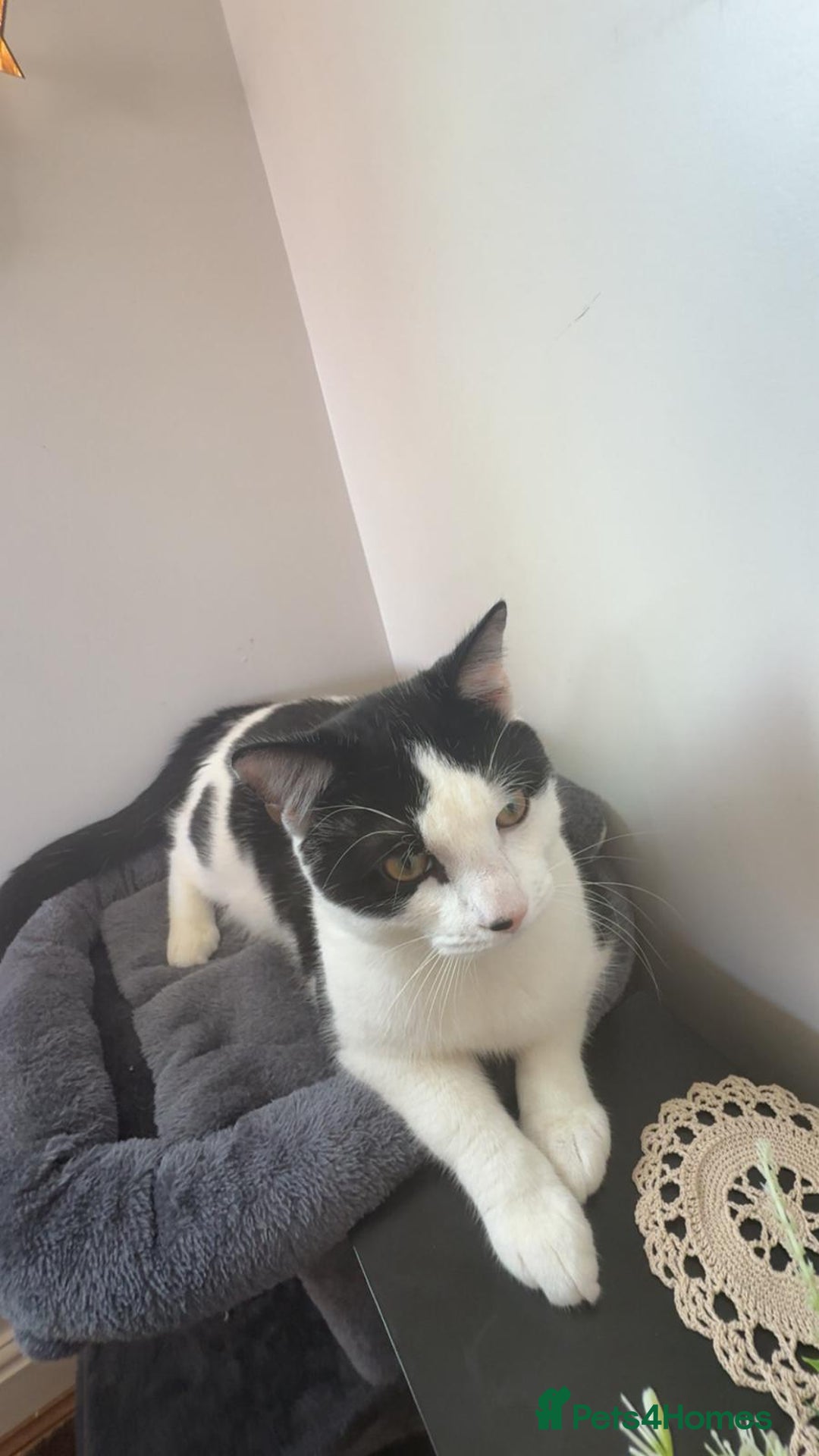 Mixed Breed cats for sale: Sonbul - Image 5