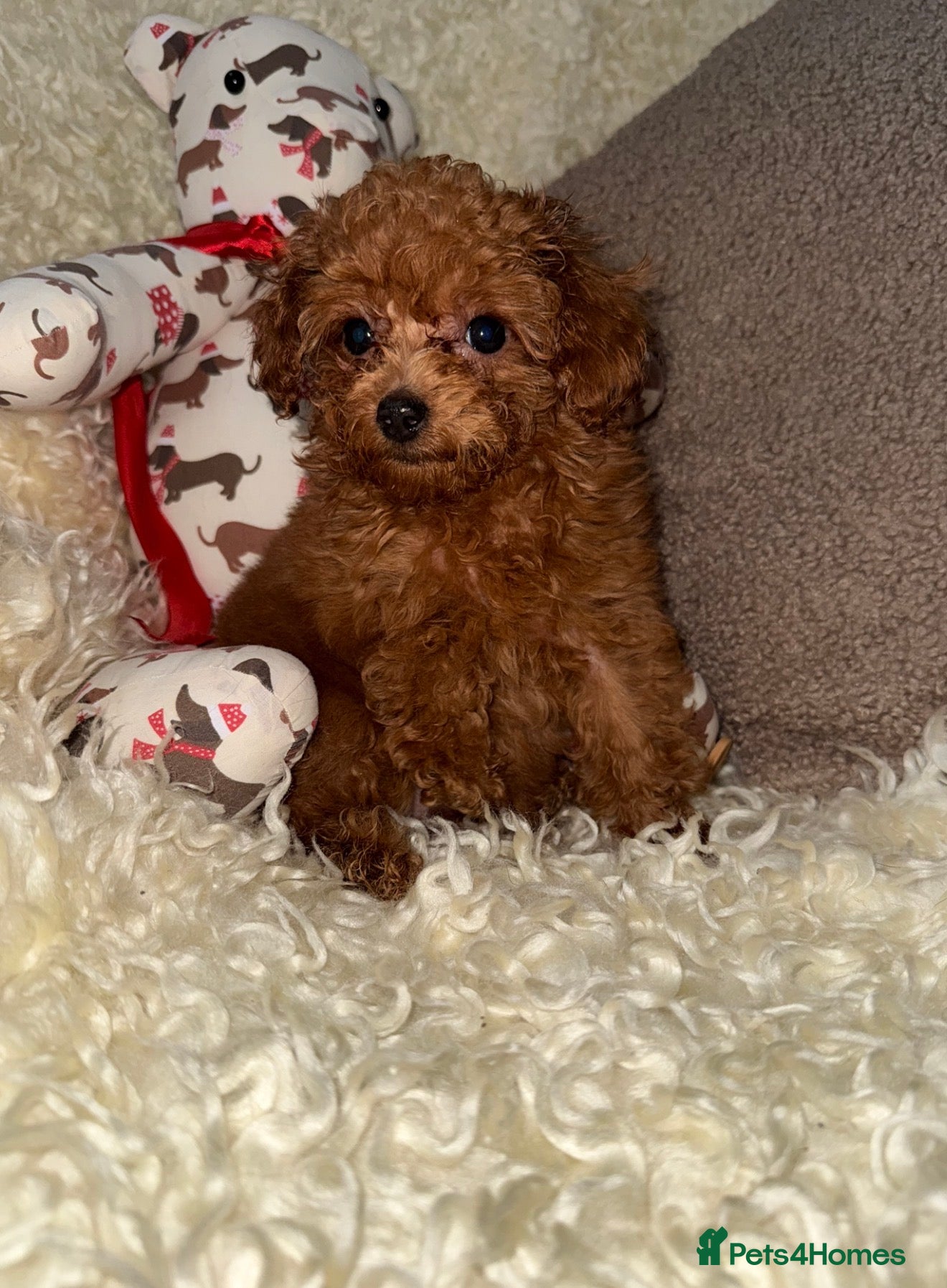 Toy Poodle dogs ❤️❤️Deep Red Petite KC Toy Poodles❤️❤️ - Advert 17