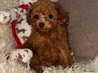 Toy Poodle dogs ❤️❤️Deep Red Petite KC Toy Poodles❤️❤️ - Advert 17
