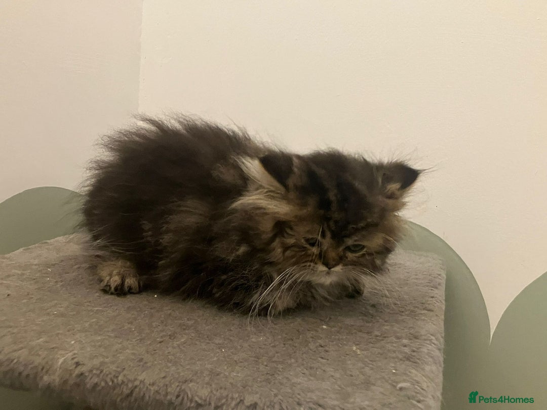 Exotic cats for sale: REDUCED Beautiful Exotic kittens  - Advert 8