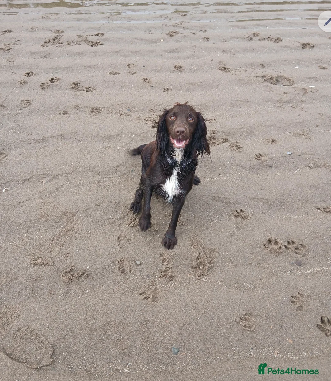 Cocker Spaniel dogs for sale: Male cocker spaniel pup  - Advert 4