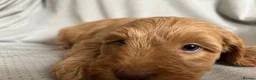 Australian Labradoodle dogs for sale: *READY TO GO* 💕Australian Labradoodle Puppies💕 - Advert 14