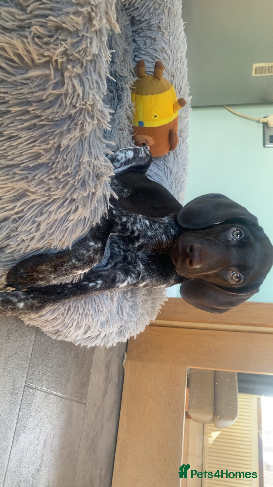 German Shorthaired Pointer dogs for sale: Beautiful Gsp Bitch beretta blu KC Reg Vet Checked - Advert 4