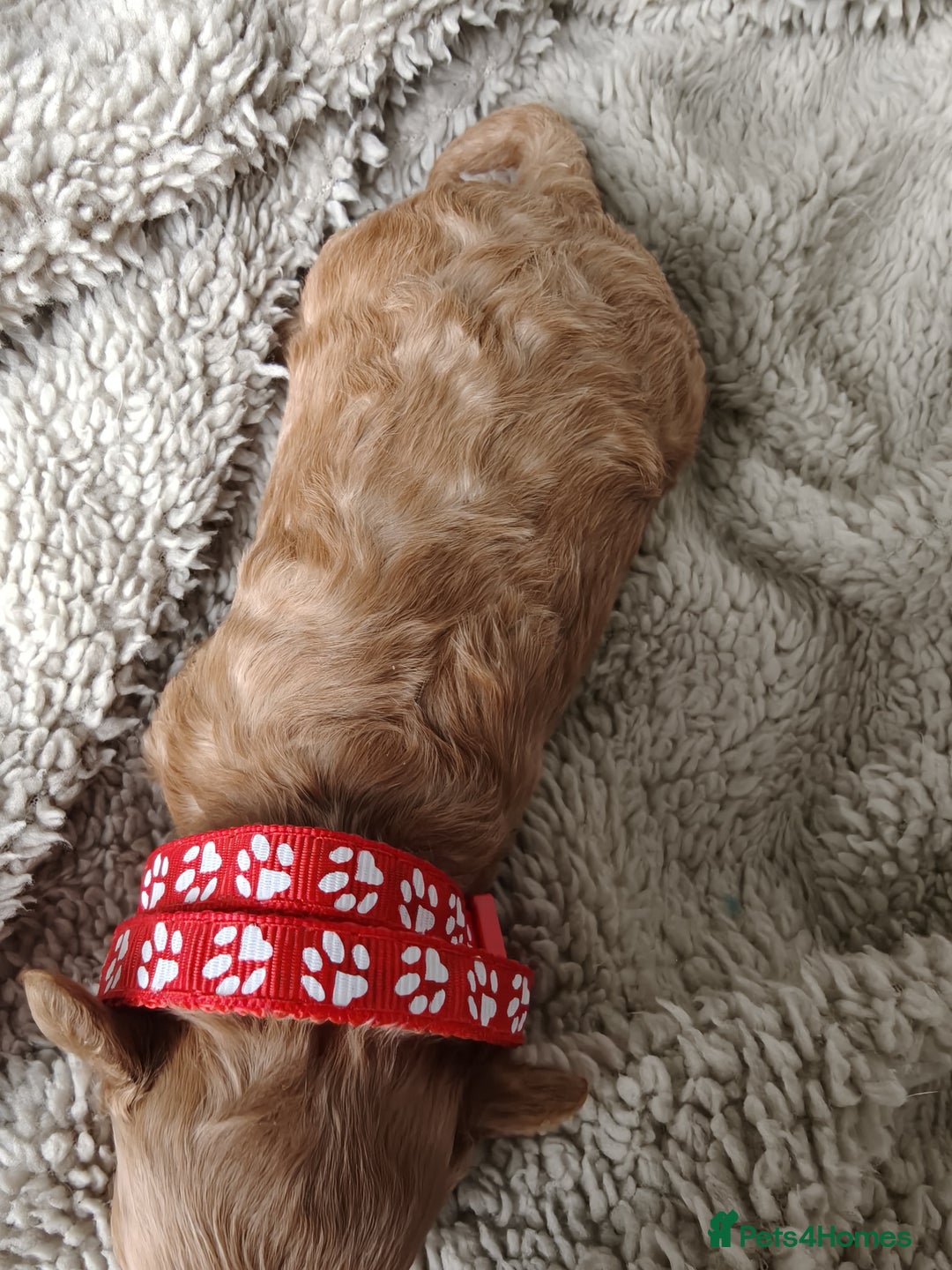 Maltipoo dogs for sale: F1B Toy Maltipoo  - Image 2