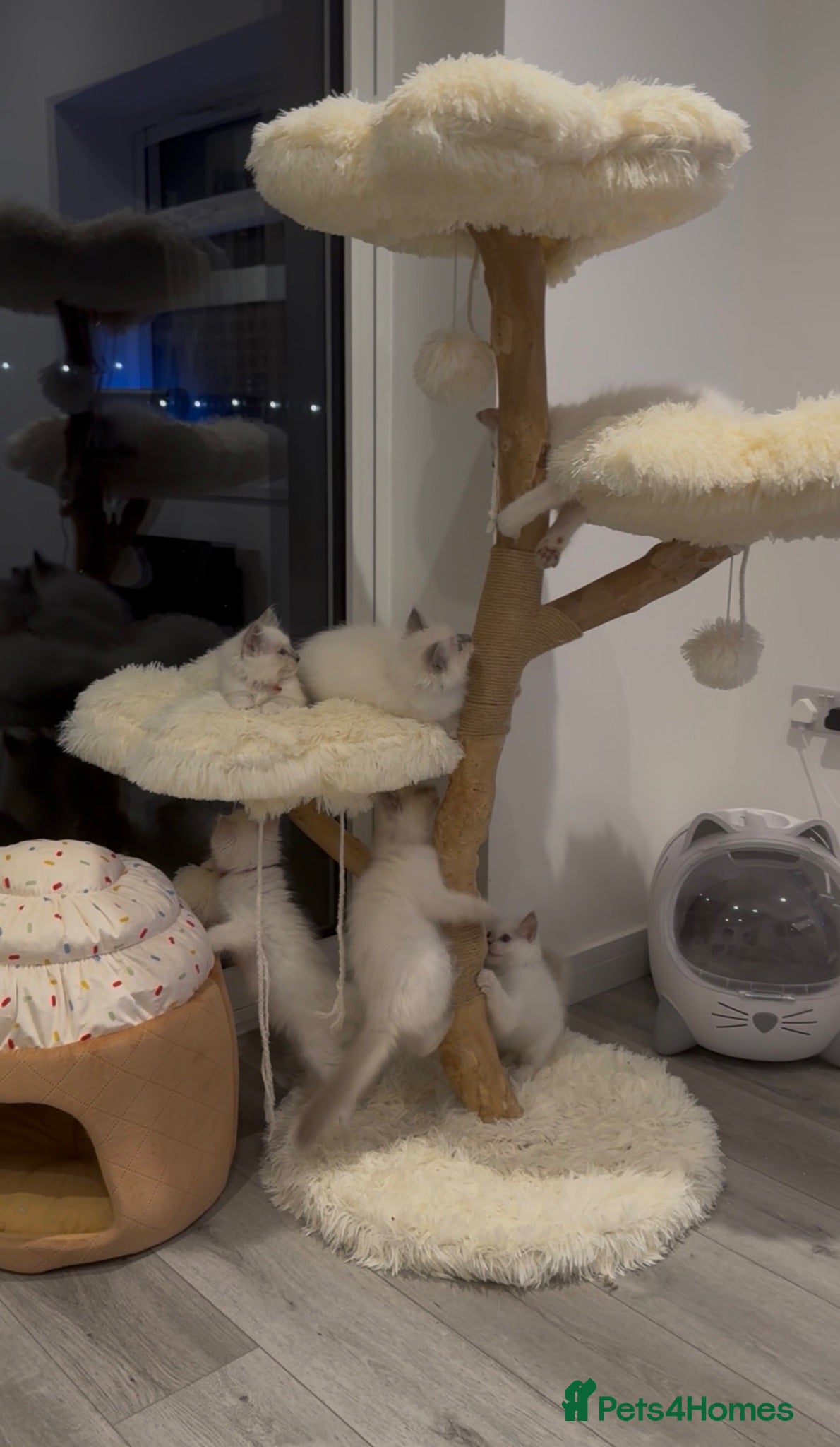 Ragdoll cats ✨ Beautiful GCCF Registered Ragdoll Kittens ✨ - Advert 2