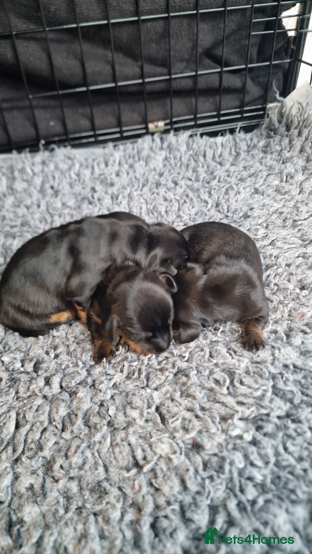 Miniature Dachshund dogs for sale: Beautiful Pedigree Minature Dachshunds Black & Tan - Advert 2