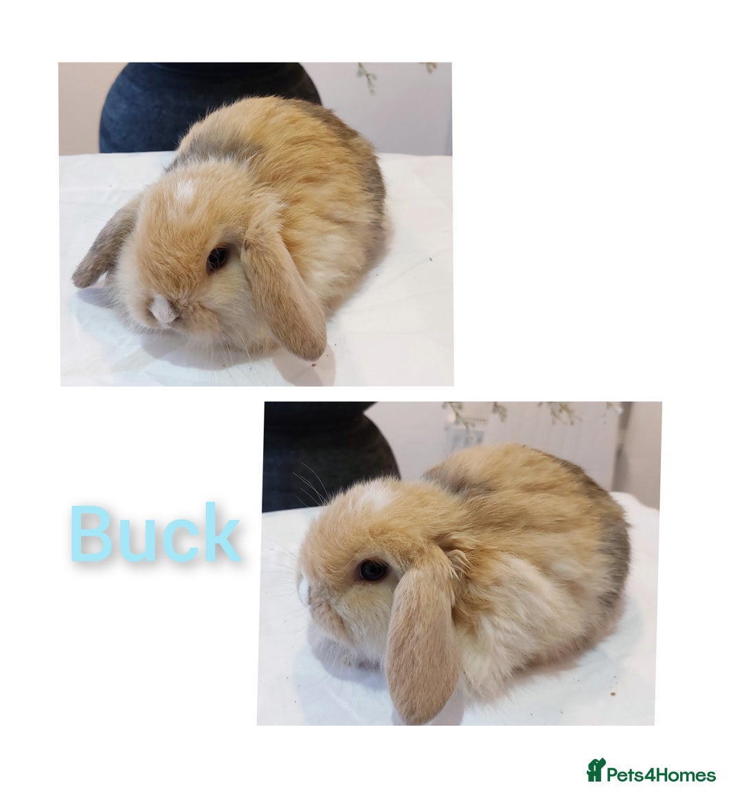 Mini Lop rabbits for sale: Stunning Mini Lop Baby Rabbits - Advert 4