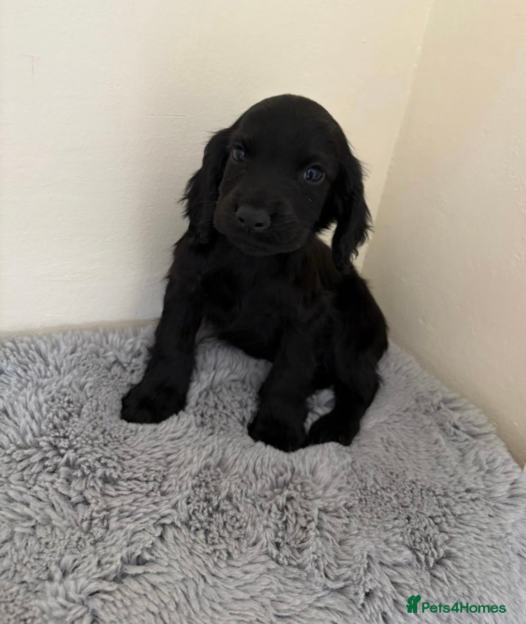Cocker Spaniel dogs for sale: Beautiful cocker spaniels now ready - Image 5