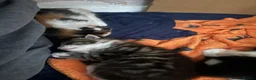 Maine Coon cats for sale: Gorgeous Maine coon domestic shorthair mix kittens - Advert 11