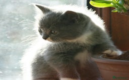 Exotic cats for sale: Exotic cross kittens - Advert 21