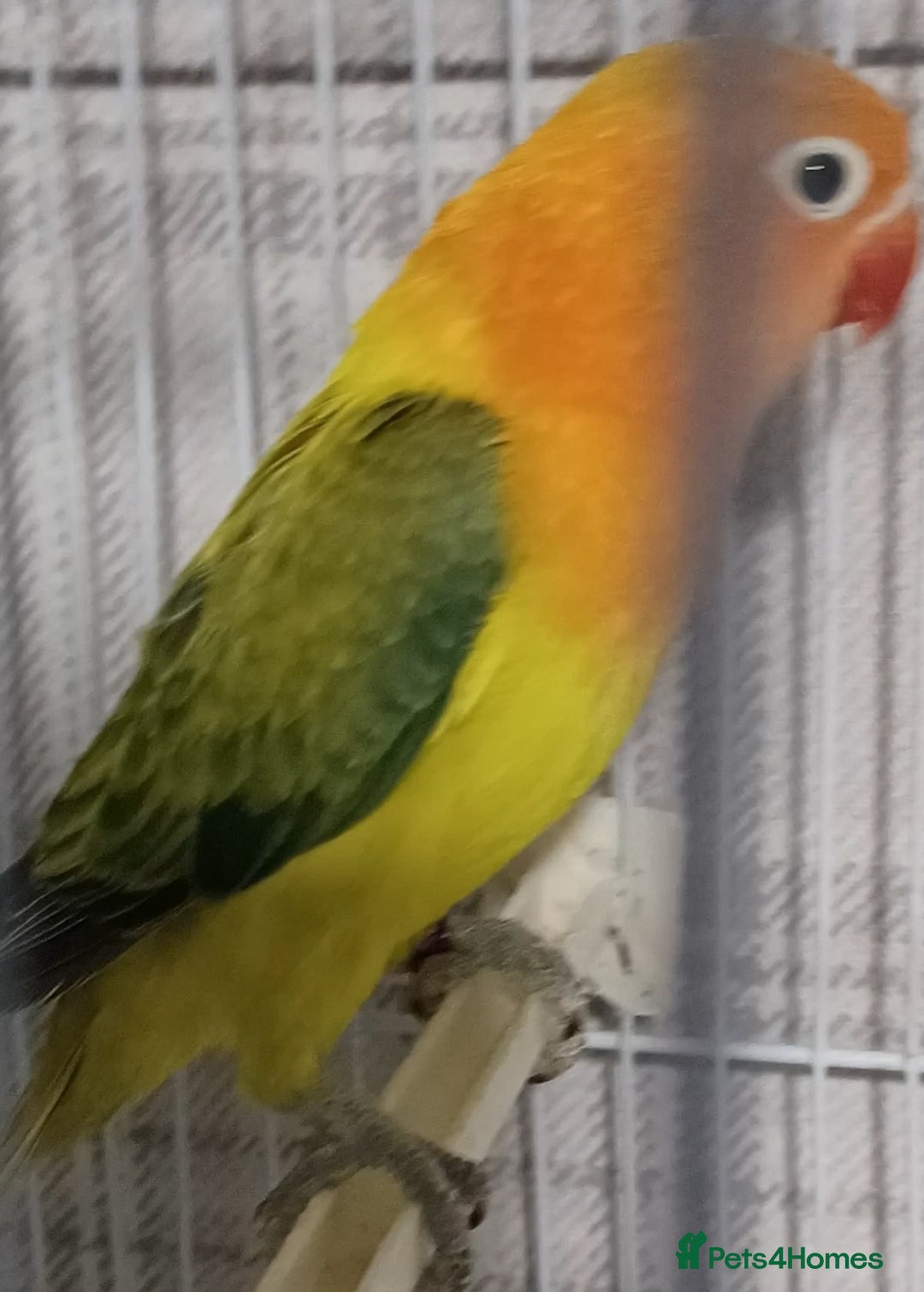 Lovebirds birds for sale: EWING OPLINE YELLOW FACTOR LOVEBIRDS  - Advert 4