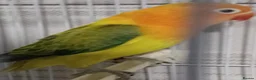 Lovebirds birds for sale: EUWING OPLINE YELLOW FACTOR LOVEBIRDS  - Advert 4