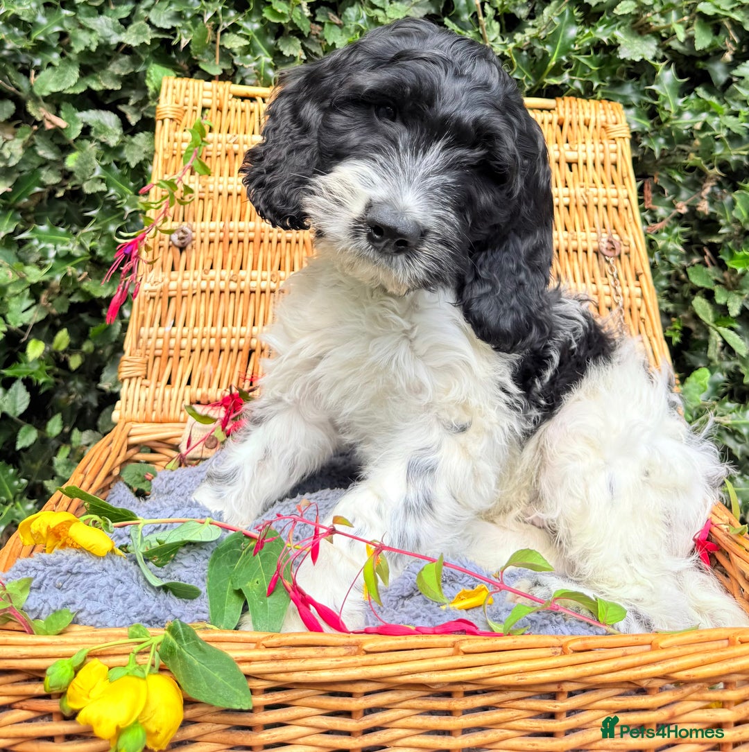 Cockapoo dogs for sale:  cockapoo puppies **READY GO GO** - Image 14