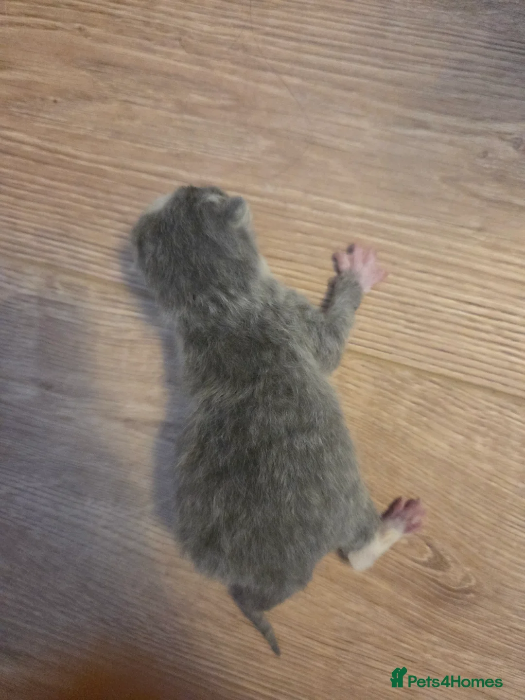 Mixed Breed cats for sale: Mixed breed kittens  - Advert 8