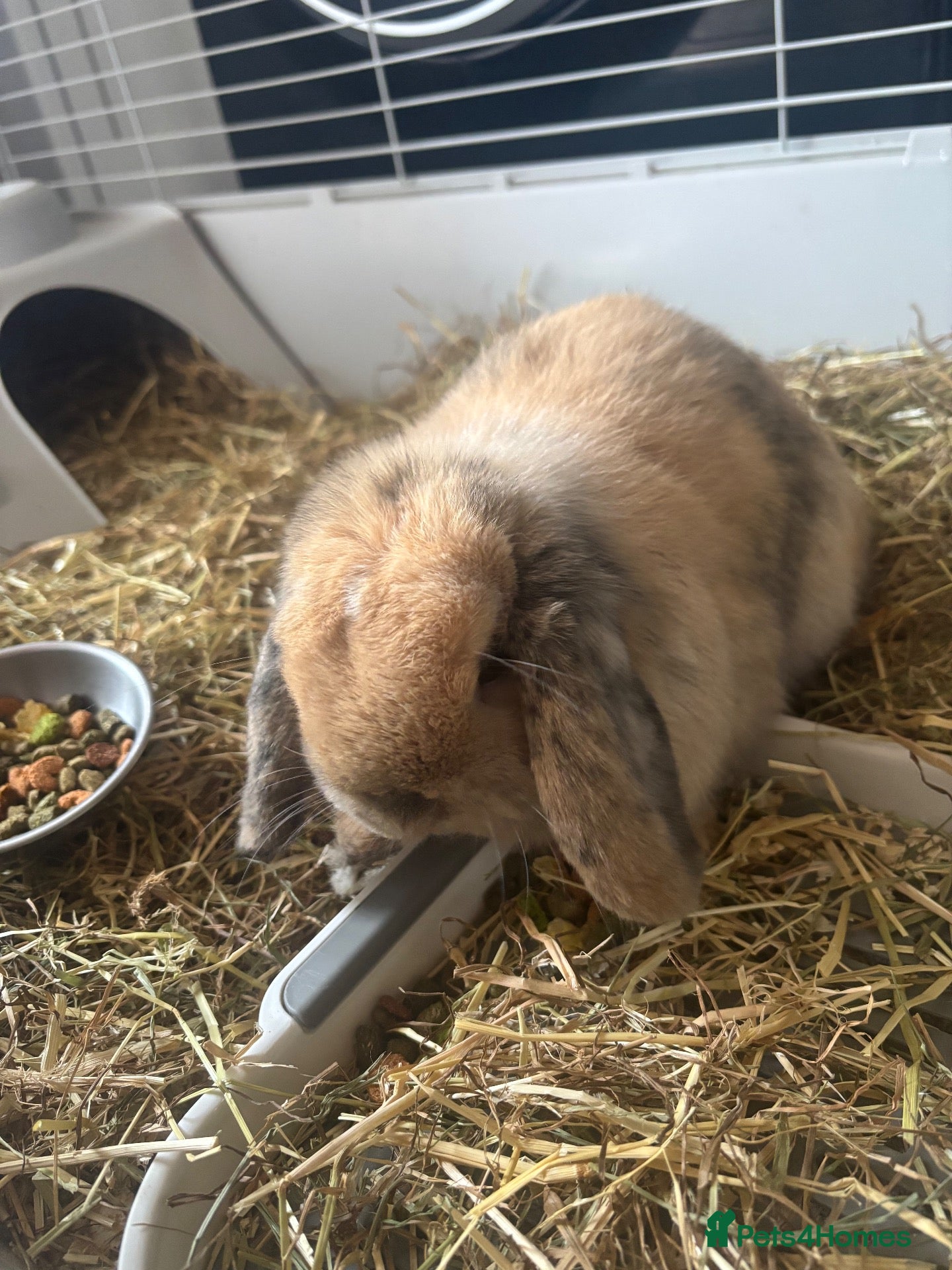 Mini Lop rabbits for sale: Mini lop - Advert 3