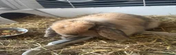 Mini Lop rabbits for sale: Mini lop in Stafford - Advert 1